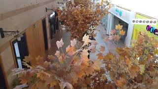 Drone footage of artificial trees at Isrotel royal garden in Eilat