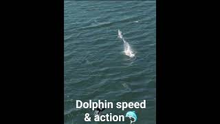 Dolphins on the loose, fabulous speed and action - join our Dolphin Eco-Cruises for more fun!