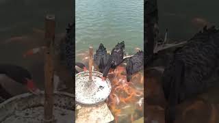 love 💕 😘 with 🎏 and saras #youtube #shortsvideo #video #fish