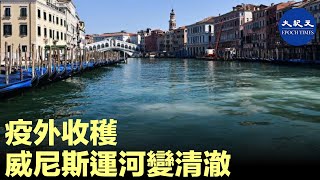 威尼斯運河近年河水污濁，近期因中共病毒疫情，遊客數量銳減，河水竟變得清可見底，甚至還可看到魚群悠游其中。| #香港大紀元新唐人聯合新聞頻道