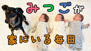 【自宅育児スタート】三つ子が穏やかな時間のみを切り取ったらすごく平和な動画になりました