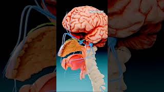 How Brain Eating Amoeba Kills? (MS3DScientist) #shorts