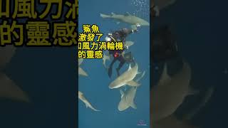 五種 鯊魚對世界的貢獻 🤯 #科普 #知識 #動物