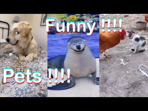 Funny Pets | Best Funny Pets compilation