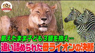 On the verge of starvation with three cubs... A mother lion takes on a desperate zebra hunt! What...