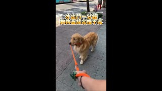 【剛出門秒變拒否犬】阿金嫌太熱狂拉牽繩要回家XD #Shorts