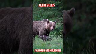 4k HDR VEDIOS Dolby version 2024 #4khdr #8kultrahd #12k