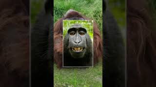 These Monkeys Make the Strangest Sounds You’ve Ever Heard 😨