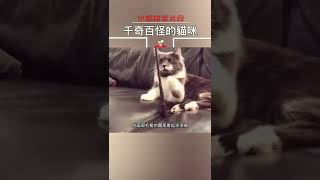 最時髦的貓咪｜ 【出類拔萃】#shorts