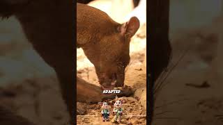 Fossa: Madagascar’s top predator