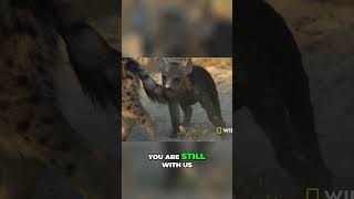 Surviving Against All Odds: Kutlo's Incredible Journey  #natgeowild #wildlife #animals #animalclub