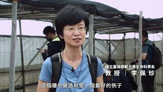 小燕鷗棲地營造與繁殖監測紀實影片精華版