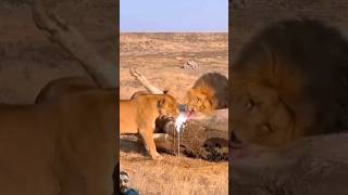 #rap #hiphop #spotify #music #lion #lioncubs #lionsfight #lionhunt #lionhunting #lionhunter #love
