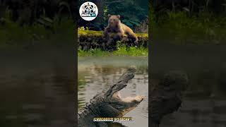Crocodile VS Bear! Who Will Win in This Epic Battle? #amazing #movie