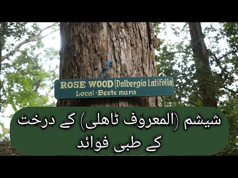 Herbal benefits of Dalbergia Sissoo Tree(SheshamTahli tree).