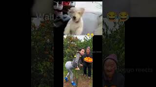 Dog Reacts to funny Video | Hilarious Dog Laughs! #57 #shorts