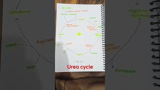 urea cycle
