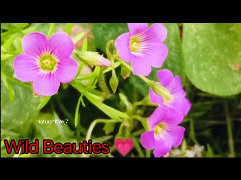 Wild Beauties 💗@NatureNWe_7 / Relax with Beautiful Wild Flowers 💕