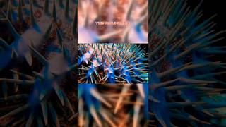 Crown of Thorns Starfish: Beautiful but Deadly #shorts  #MarineLife #OceanMysteries #CrownOfThorns
