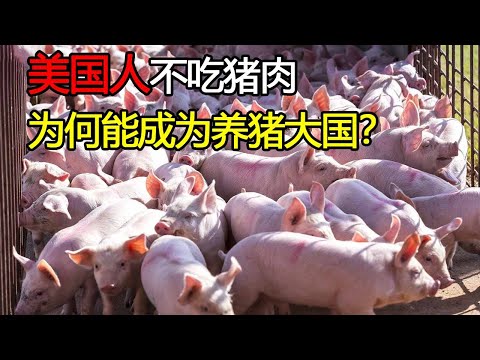 美国人明明不吃猪肉，为什么还能成为养猪大国？看完真是不得不服！