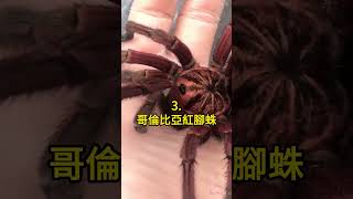 五種世界上最長的蜘蛛🤯 #科普 #知識 #動物 #tiktokanimals
