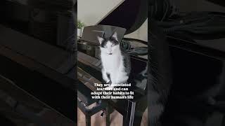 How smart are cats? audio: liam_the_everyday_cat #smartcats #catfacts #catsanddogs