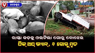 Cattle transportation accident in Jaleshwar leads to death of 6 cows | Odia Daily News