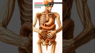 Illustration of Digestive System | Human Anatomy Animation | Stomach AI Generated Art