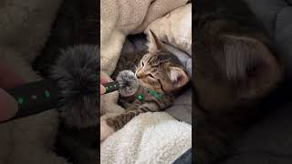 He gave it 5 stars ⭐️ #kitten #cutekitten #funnycat #catvideos #catmom #petsofyoutube