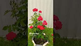 😍Garden Tour -Australia #shorts #trending #minivlog #shortvideo #garden