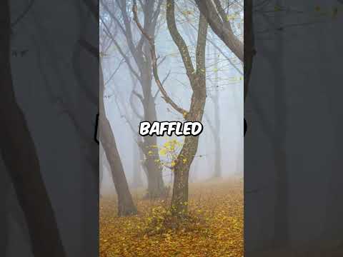 Carpathian Mountains Hoia Baciu Forest Mystery in 60 Secs! #shorts 👻👽🛸