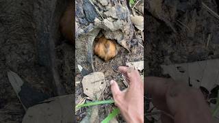 here is the nest #birds #nest #beutybirds #nature #naturesvoice #animals #shorts #wildlife #fishing
