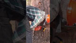 Old dead pine tree cutting