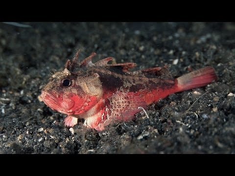 Mucky Secrets - Part 15 - Demon Stinger & Waspfishes - Lembeh Strait