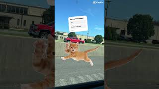 Pls sub #cat #trends #subscribe #goodboy