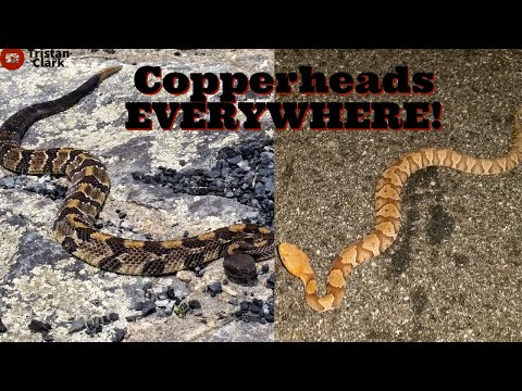 Copperheads EVERYWHERE! Timber Rattlesnakes, HUGE Rat Snake, And More!