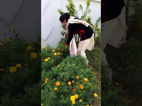 Marigold flower harvesting 😍#gardenplants