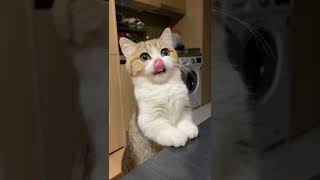 Cat Craving a Snack