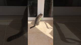 Cute little cat 🐱 #cat #happycats #funny #happyhappycat #happy #happypets #funnycats #happykitty