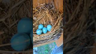 Will These Bird Eggs Hatch? #birdeggs