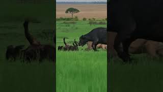 Mother Buffalo and Calf Confront a Ferocious Lion Pride #animals #wildlife #predatorvsprey #lion