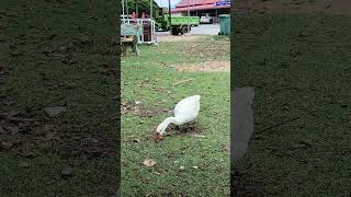 #geeselive #geeselife #geese #geesefarming #geesefeeding #geesefoods