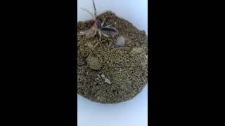 camel spider ( solifugae ) voice