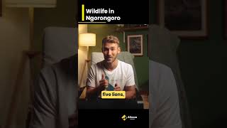 Wildlife density in Ngorongoro