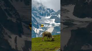 song #funny #viral #viral song #nature