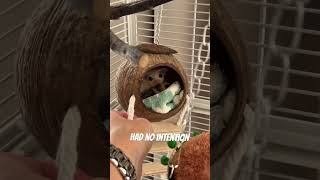 Unboxing our new sugar glider carrier! #cutepets #sugargliderlover #animals