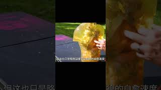 什么樣的武器才能打敗金剛狼？#武器科普 #漲知識 #軍迷發燒友 #军事武器 #军迷 #涨知识 #武器科普 #终结者