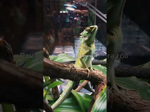 #snake #babygator #cuteanimals #foryou #gatorgar #gator #aquarium #zoo #animals