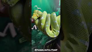 Aru Green Tree Python #shorts #greentreepython