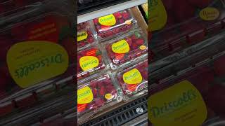 American size strawberry 🍓 🤔Miami Florida USA 🇺🇸 #miami #usafood
